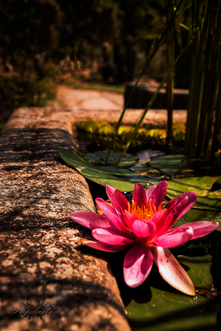 Water Lily