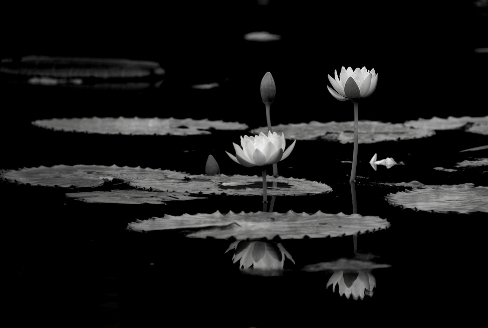 ~water lily~