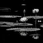 ~water lily~