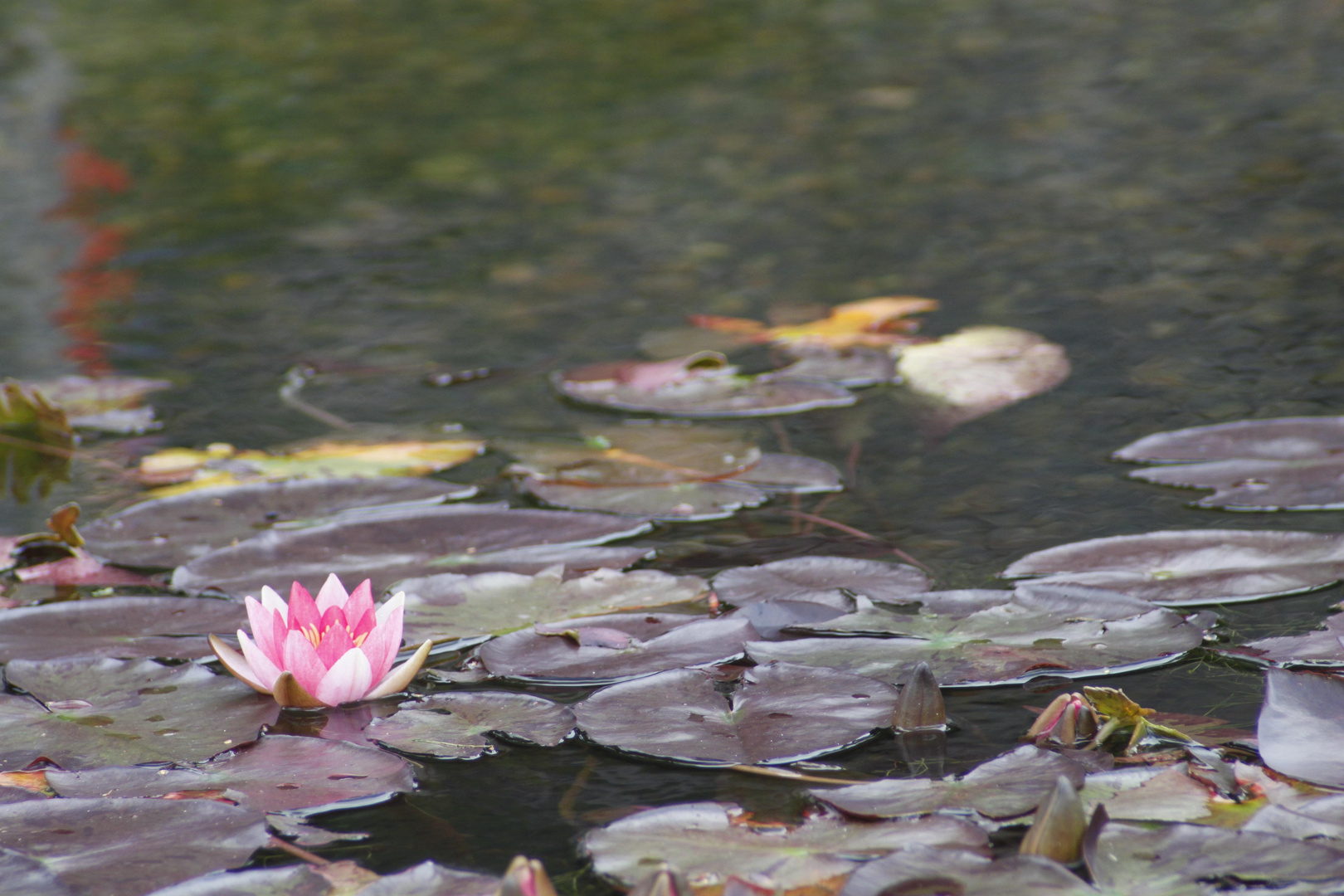 water lily