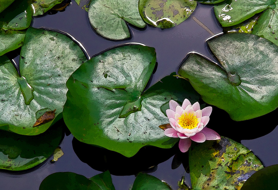 Water-lily