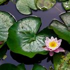 Water-lily