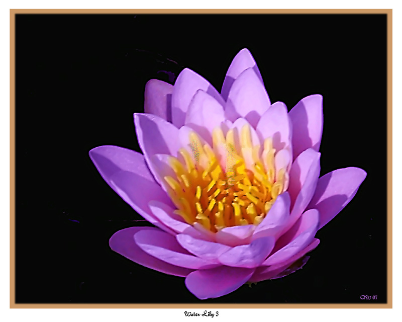 Water Lily 3