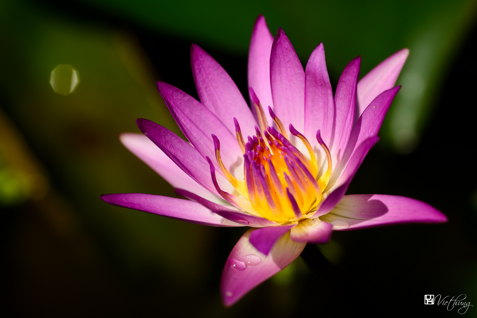 Water lily #3