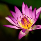 Water lily #3