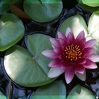 water lily