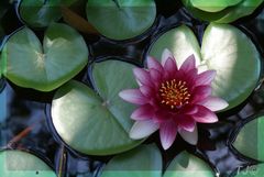 water lily