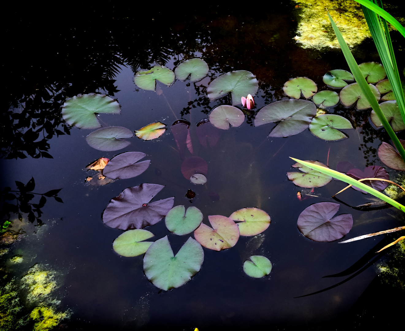 Water lily