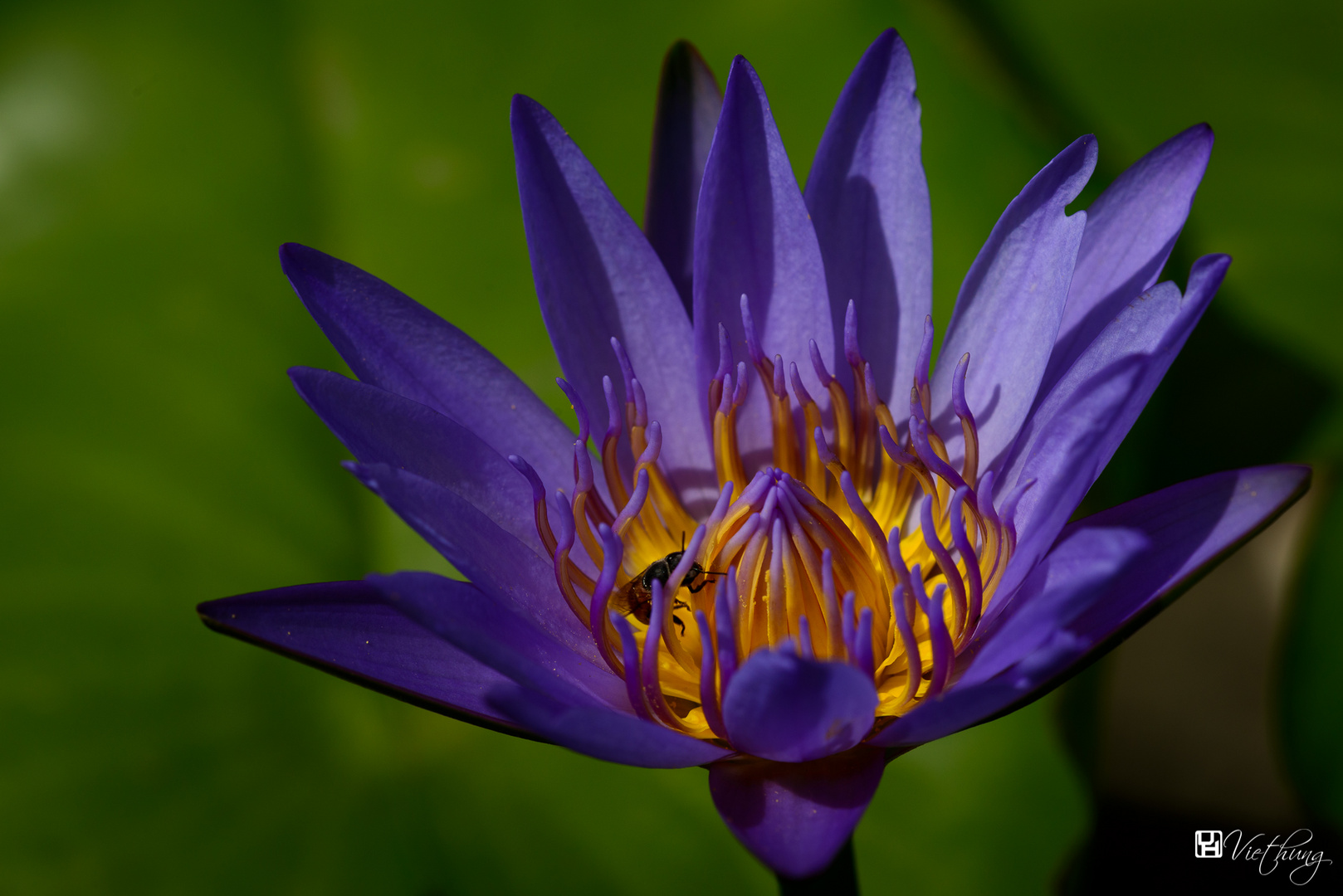 Water lily #4