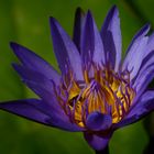 Water lily #4