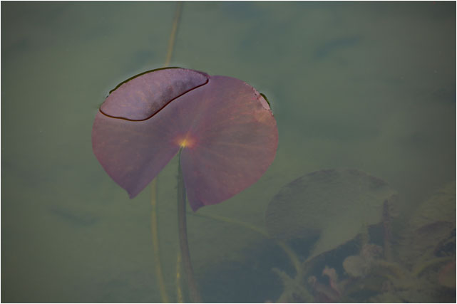 Water Lily 