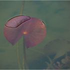 Water Lily 