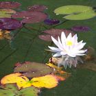 water lily