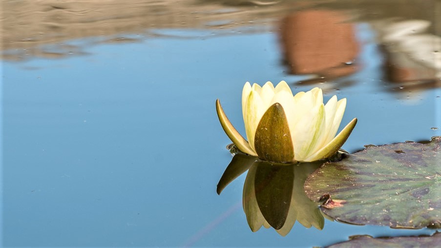 water lily