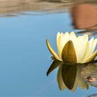 water lily