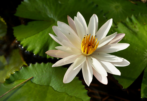 Water Lily.