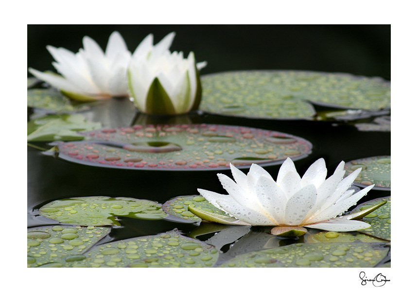 Water Lily