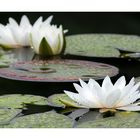 Water Lily