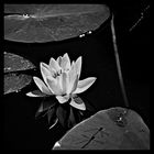 Water Lily