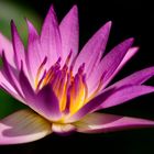 Water lily #6