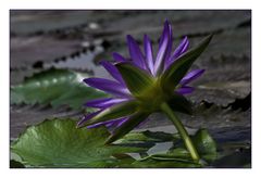 water lily