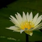 Water lily #7