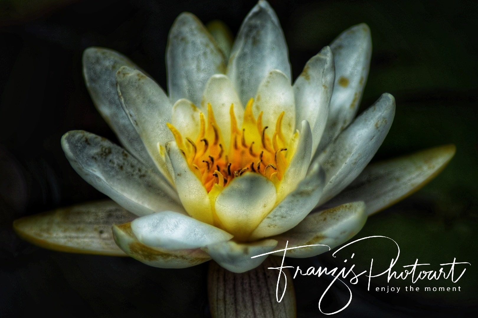 Water lily