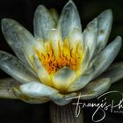 Water lily