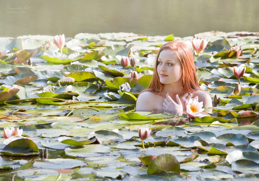 Water Lily