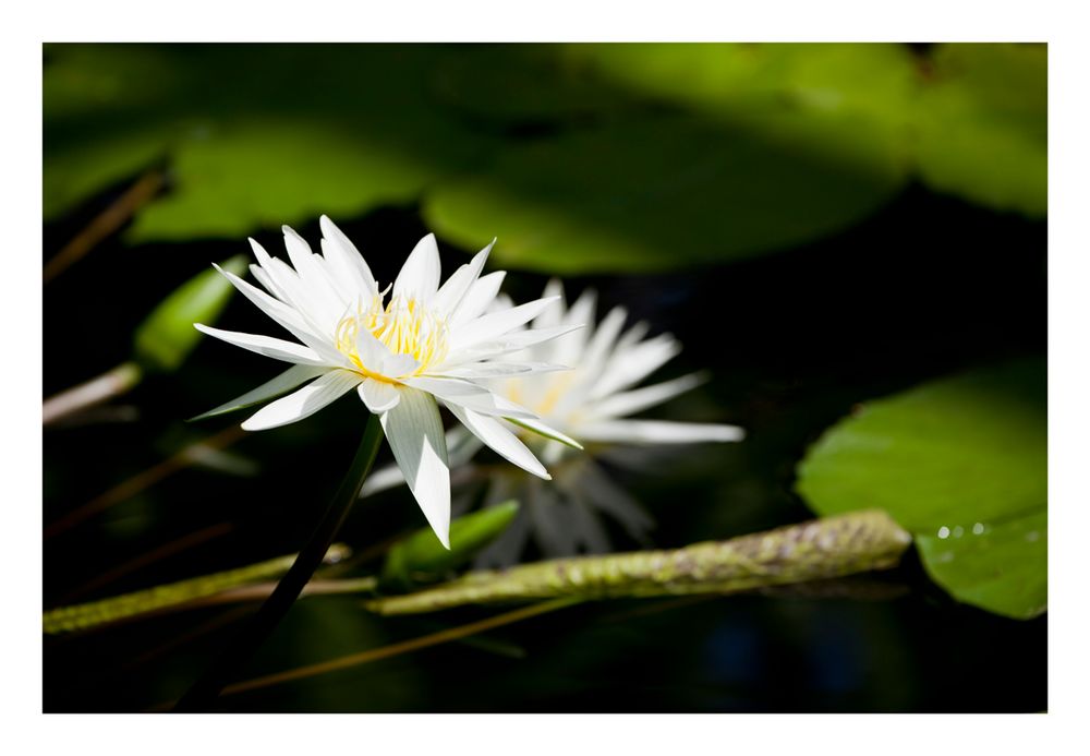 Water Lily