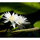 Water Lily