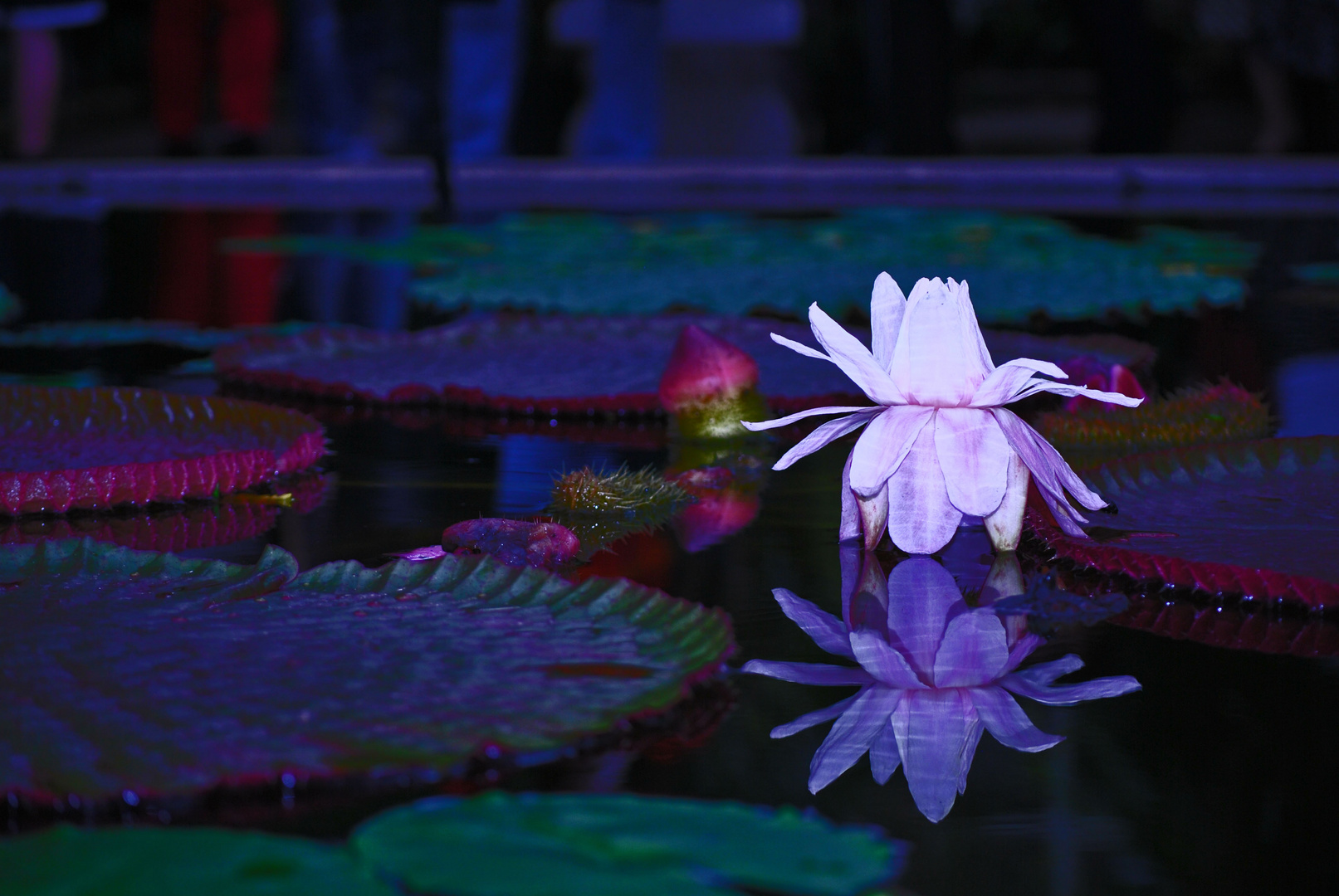 Water Lily