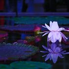 Water Lily