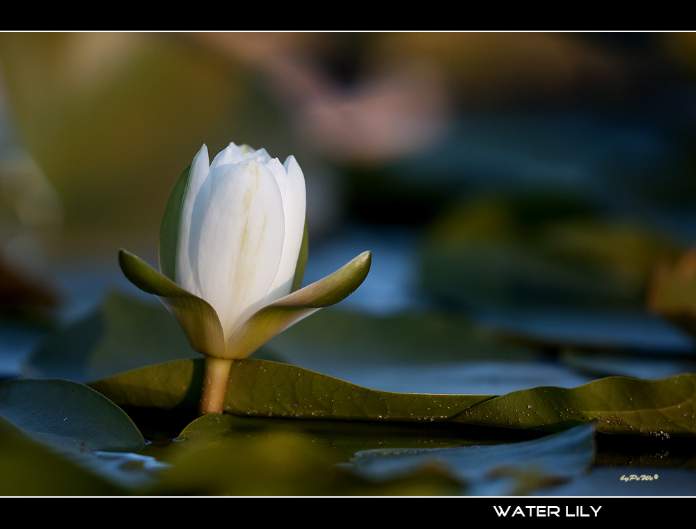 Water Lily...