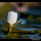 Water Lily...