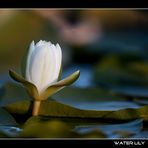 Water Lily...