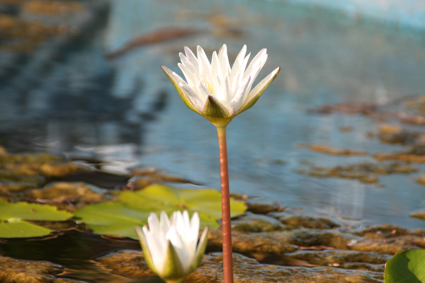 Water lily