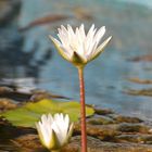 Water lily