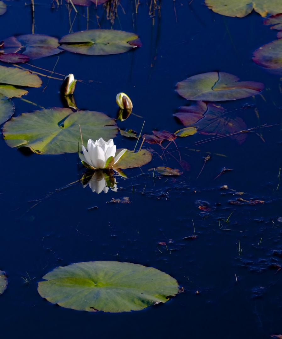 water lily