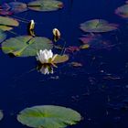 water lily