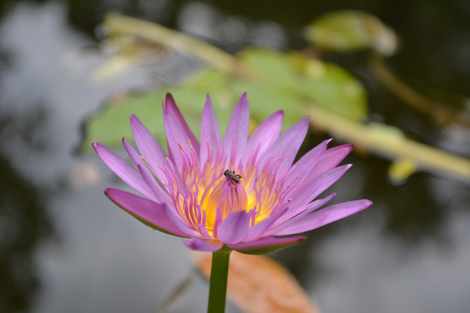 water-lily