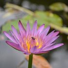 water-lily