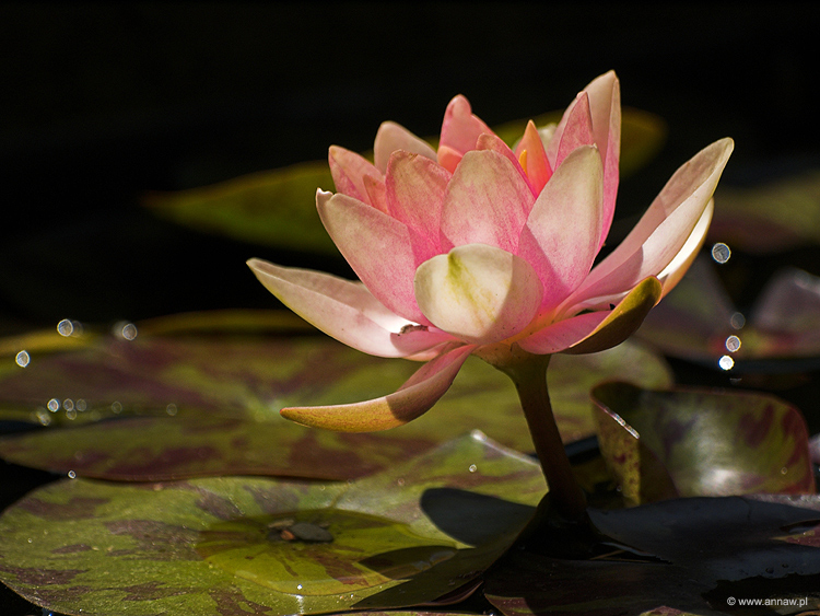 Water-lily