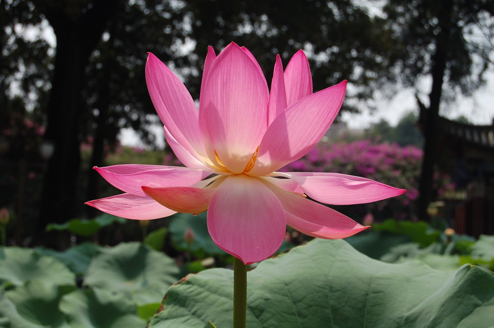 water lily