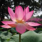 water lily