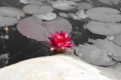 water lily