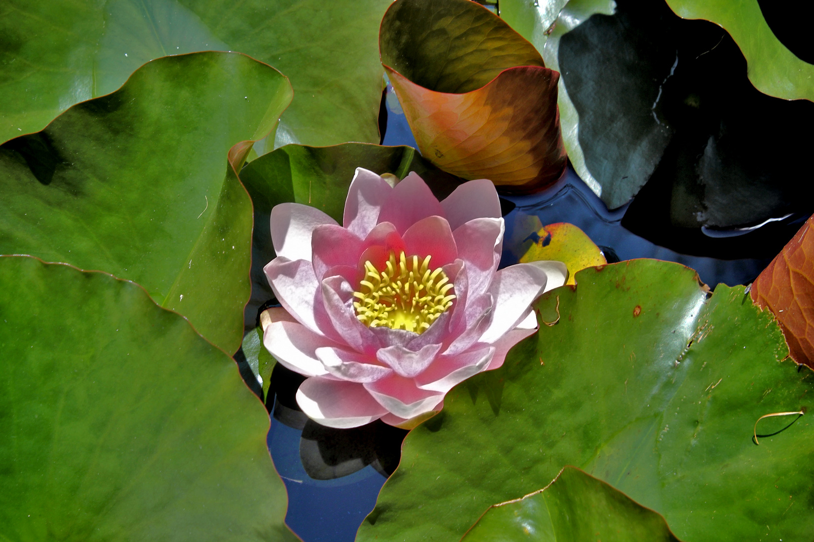 Water Lily