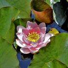 Water Lily