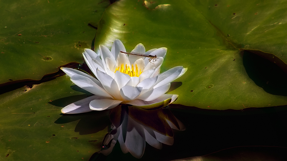 water lily