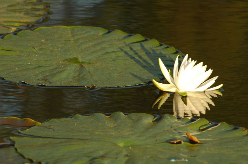 Water Lily